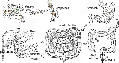 Bild auf Leinwand Human digestive system anatomy illustration showing chewing, esophagus, stomach,