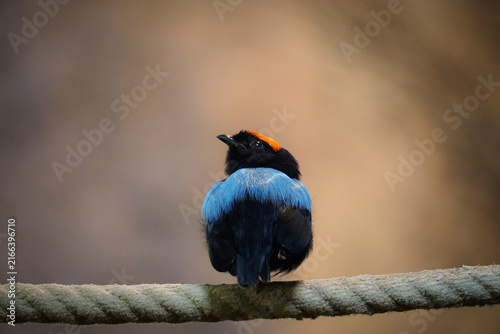 Bild auf Leinwand Male blue-backed manakin perched on a branch at Vienna Zoo, Austria, viewed from behind with vivid blue back and orange crown against a soft natural background