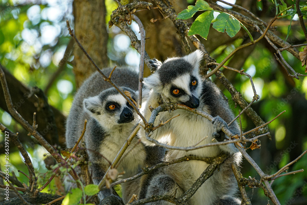 Naklejka premium Two ring-tailed lemurs perch among intertwined branches and green foliage, showing their expressive faces and natural social behavior in a Vienna wildlife setting.