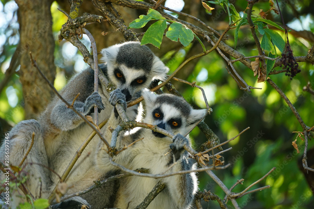 Naklejka premium Two ring-tailed lemurs interact among tree branches and foliage, capturing natural animal behavior and an engaging wildlife scene suitable for education, tourism, and editorial content.