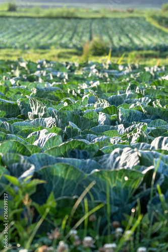 朝の光を受けてみずみずしく輝く夏の嬬恋キャベツ畑
