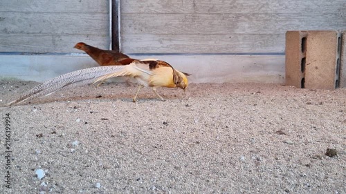 Elegant yellow golden pheasant with a long patterned tail standing on sandy ground in a captive environment. The bird features bright plumage and unique patterns. Side view of the exotic bird.