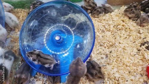 A group of dwarf hamsters playing in a cage with wood shaving bedding. Two hamsters are active on a blue plastic exercise saucer wheel. Professional pet photography showing domestic rodents.