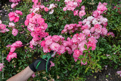 A gardener's hand with pruners preparing to shape a cluster of pale pink roses in soft daylight