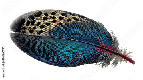 Peacock Feather Isolated on White Background with Vibrant Blue and Green Colors, Elegant Bird Plumage and Detailed Natural Texture for Wildlife and Beauty Concepts
