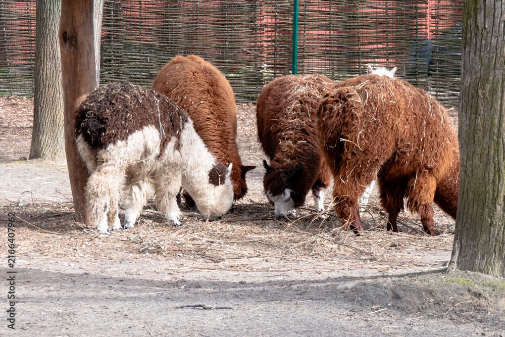 Naklejka premium A group of fluffy alpacas grazing and foraging on hay in an enclosure at the zoo
