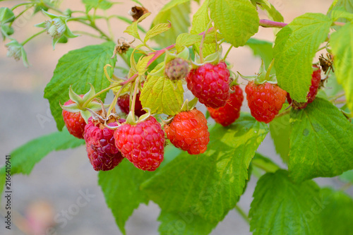 Quadro su tela Fresh ripe red raspberries growing on green leafy bush in summer garden, vibrant