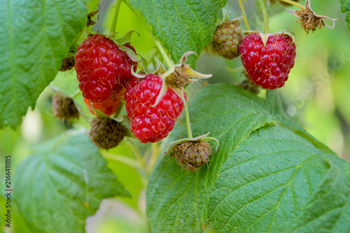 Fotografie Fresh ripe red raspberries growing on green bush branches with lush leaves in a