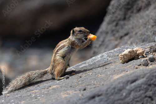 Obraz na płótnie Barbary chipmunk rodent (Atlantoxerus getulus) on a volcanic rock on the Canary