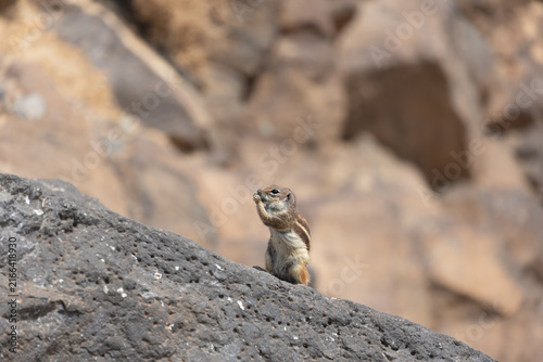 Cuadro en lienzo Barbary chipmunk rodent (Atlantoxerus getulus) on a volcanic rock on the Canary