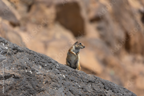 Canvastavla Barbary chipmunk rodent (Atlantoxerus getulus) on a volcanic rock on the Canary
