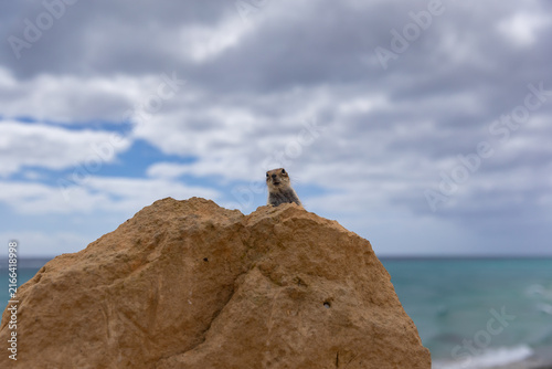 Canvastavla Barbary chipmunk rodent (Atlantoxerus getulus) on a volcanic rock on the Canary