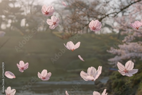 Delicate pale pink cherry blossom petals drift over a tranquil park pond at dawn. In-focus petals float in the foreground while the softly blurred background