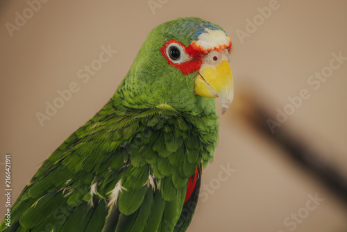 Картината върху платно Colorful green parrot with red and blue markings perched on a branch, showcasing
