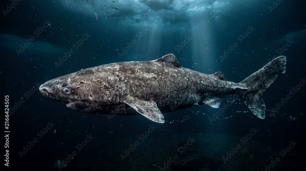 Naklejka premium Majestic great white shark swimming gracefully in the deep blue ocean waters