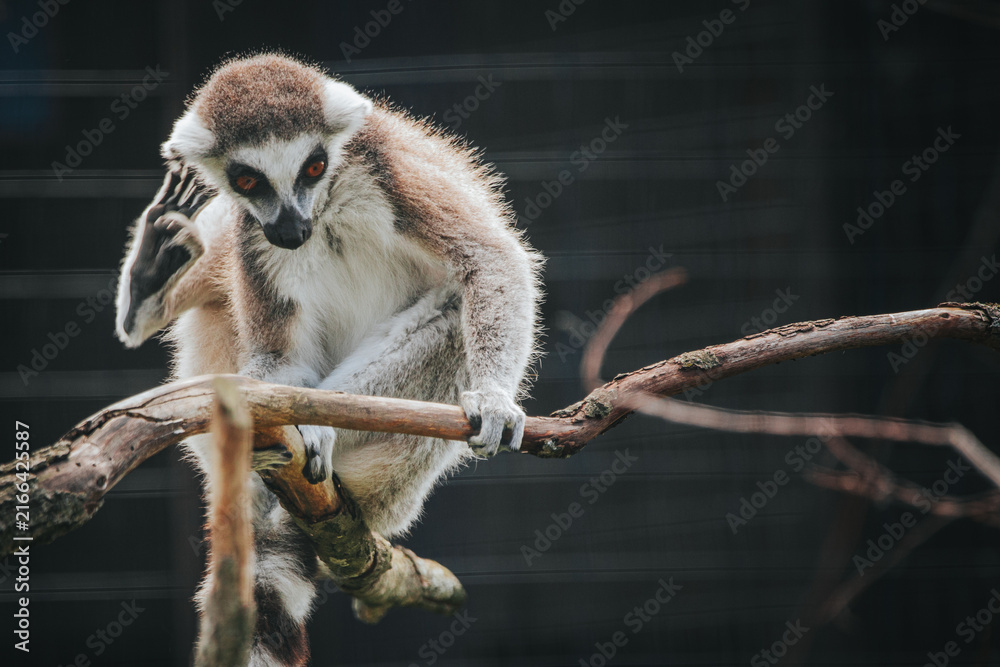 Naklejka premium Ring-tailed lemur sitting on a branch with one hand on its head, showcasing its distinctive black and white facial markings and long striped tail in a natural habitat