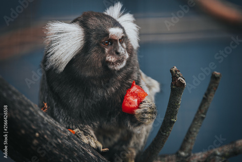 Canvas Print Marmoset monkey with distinctive white ear tufts sitting on a branch, holding a