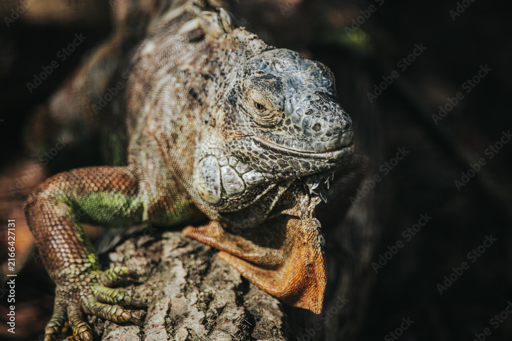 Fototapeta premium Close-up of a green iguana resting on a tree branch, showcasing textured skin and vibrant colors in a natural outdoor environment