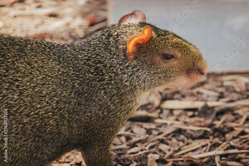 Canvastavla Close-up of a brown agouti rodent with distinctive orange ears, foraging on the