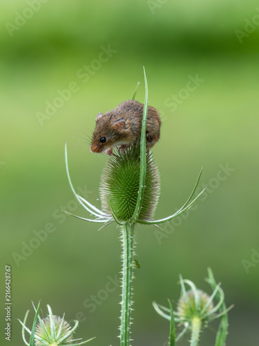 Foto A Harvest Mouseon a Teasel