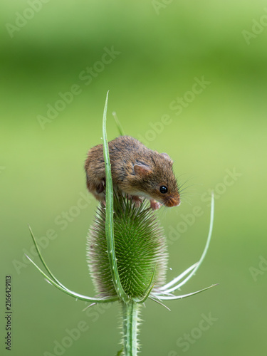Foto A Harvest Mouseon a Teasel