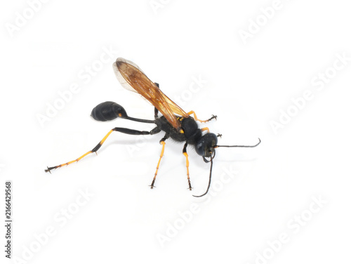 Macro specimen of a Sceliphron mud dauber showing the exceptionally slender thread-waist petiole