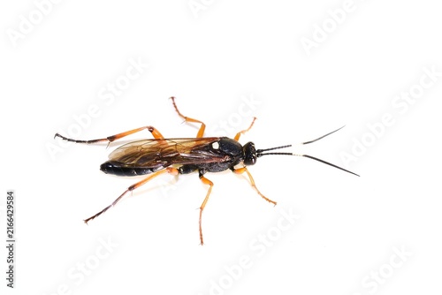 Macro specimen of a parasitic Diphyus wasp dorsal view showing white scutellum spot