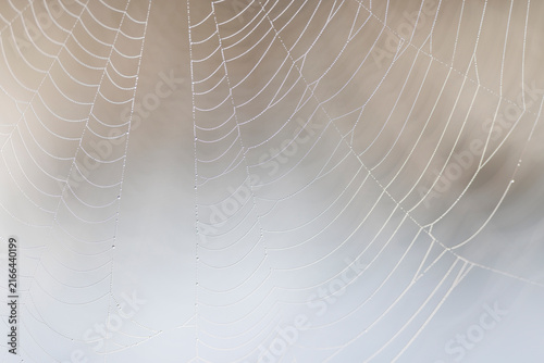Obraz na płótnie Closeup of spider web
