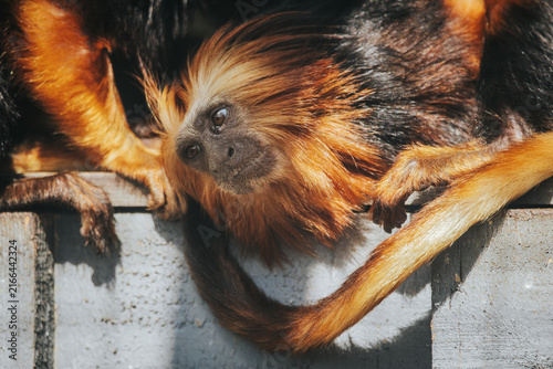 Photography Golden lion tamarin monkey resting on wooden surface with vibrant orange and bla