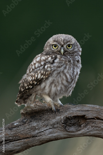Little Owl Chick (Athene noctua) perched on an old wooden stump in farmland