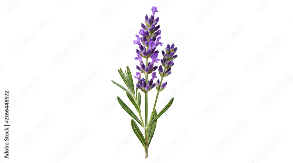 Obraz premium Purple lavender flower sprig isolated on white background for aromatherapy and spa design