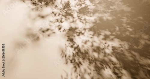 Seamless Loop of Trees Swaying in Wind with Moving Shadows on Ground, Nature Background Animation, Peaceful Forest Breeze, Calm Outdoor Scene with Dappled Sunlight