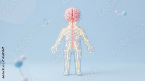 3D Render of Human Body Anatomy with Nervous System and Brain on Soft Blue Background