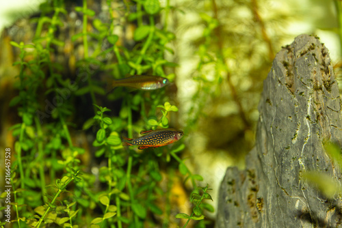 Galaxy Rasbora Danio margaritatus Swimming in a Lush Planted Aquarium