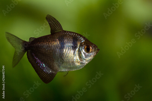 Black skirt tetra Gymnocorymbus ternetzi aquarium fish swimming on a green background.