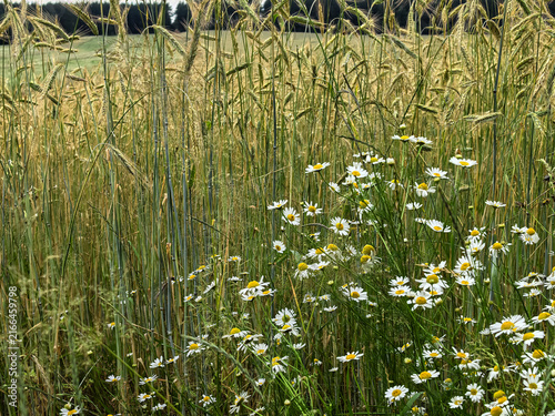 Rye field with blooming chamomile daisies and forest on the horizon