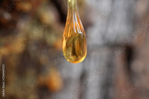 Konstfotografi Amber Pine Resin Drop Hanging from a Black Pine Tree