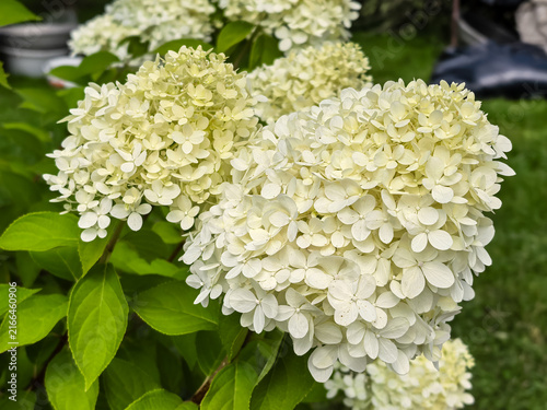 Bild auf Leinwand White hydrangea paniculata flowers blooming in summer garden closeup