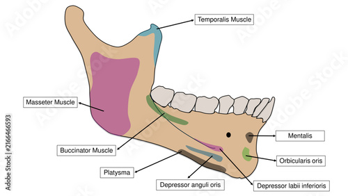 Картината върху платно Mandible outer surface muscle attachments and bony landmarks anatomy vector