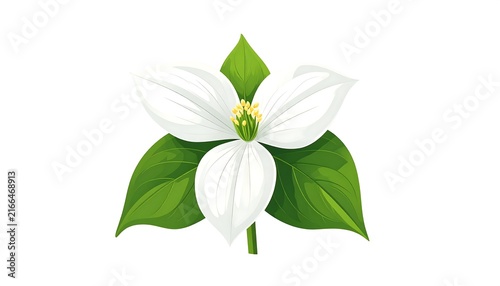 White lily flower with green leaves and bud.
