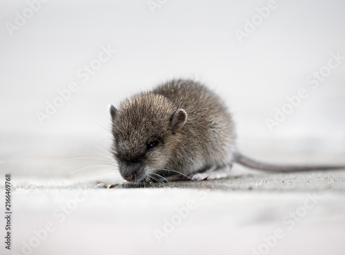 A baby brown rat is sitting on the sidewalk