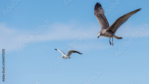 Obraz na płótnie Two gulls flying in clear blue sky, one large mottled young bird close up and smaller black-headed gull in distance