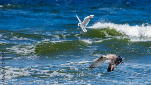 Foto Two gulls flying low over choppy ocean waves, featuring white adult black-headed gull and mottled young juvenile bird