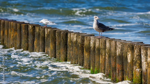 Two gulls perched on a wooden groyne breakwater in the sea, featuring one mottled juvenile bird in sharp focus.