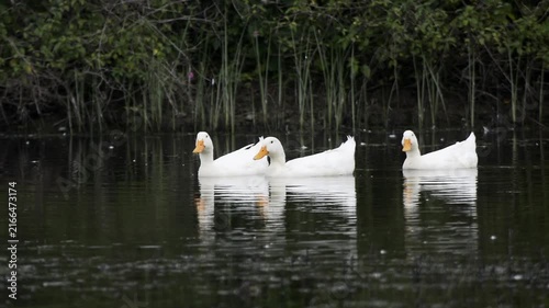 A peaceful scene of white ducks swimming together across calm water. Their reflections ripple gently on the surface, creating a beautiful natural atmosphere.