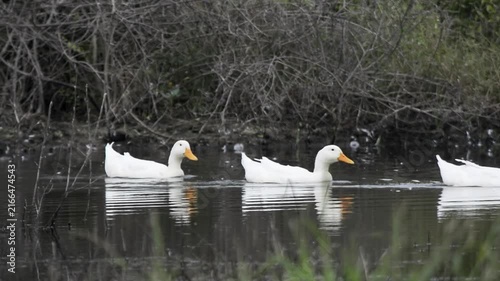 A peaceful scene of white ducks swimming together across calm water. Their reflections ripple gently on the surface, creating a beautiful natural atmosphere.