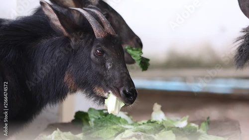 Black and White Goat Resting on a Green Meadow in a Rural Farm Landscape