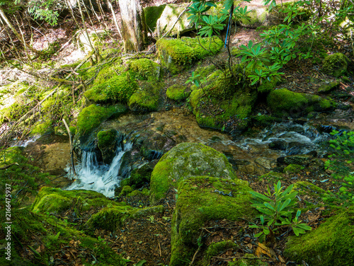 西股沢登山道