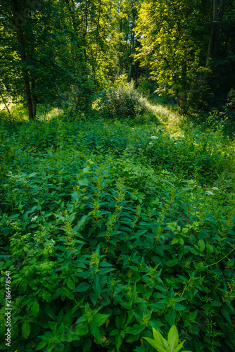 Фотография Dense patch of green stinging nettle plants growing on the forest floor in summe