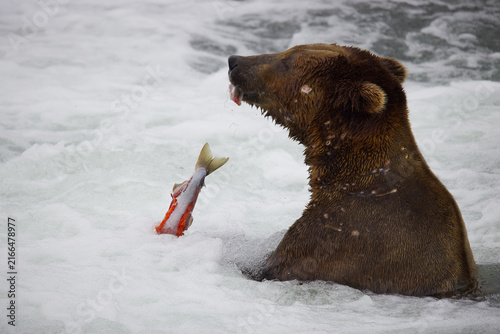 Canvastavla Bear eats salmon caught at Brooks Falls, Alaska11